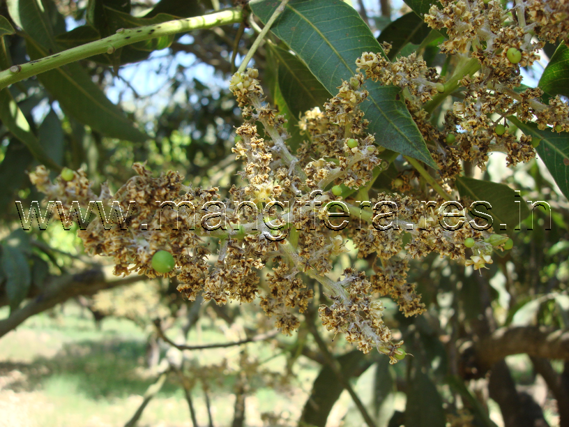 Powdery Mildew